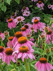 Echinacea purpurea