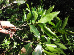 Quercus salicifolia