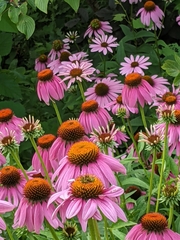 Echinacea purpurea