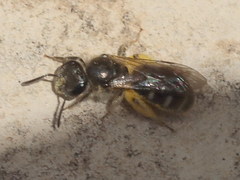 Lasioglossum subhirtum