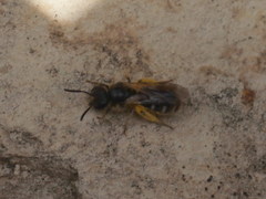 Lasioglossum subhirtum