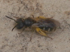 Lasioglossum subhirtum