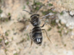 Lasioglossum subhirtum