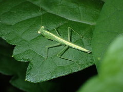 Tropidomantis tenera