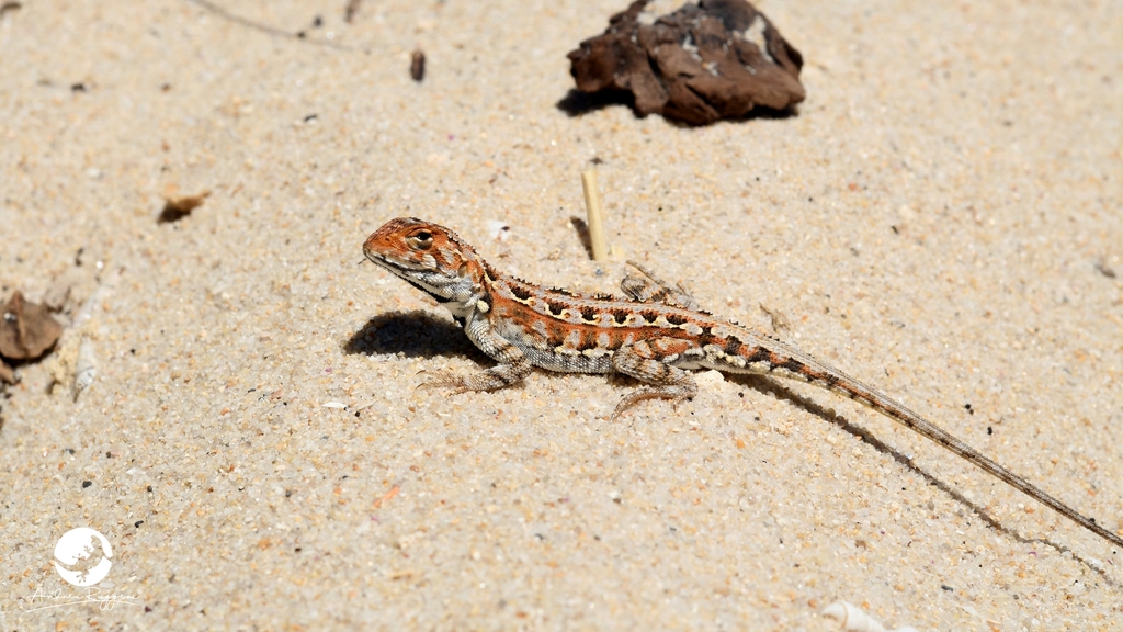 Ctenophorus adelaidensis (Lizards of Australia) · iNaturalist