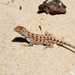 Western Heath Dragon - Photo (c) Andrea Ruggeri, some rights reserved (CC BY-NC), uploaded by Andrea Ruggeri