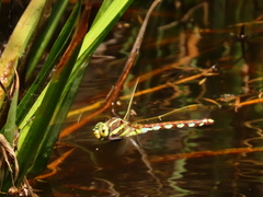 Zosteraeschna minuscula