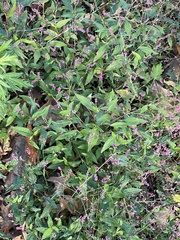 Persicaria barbata
