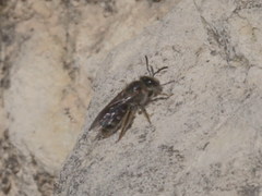 Lasioglossum subhirtum