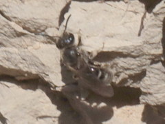 Lasioglossum subhirtum