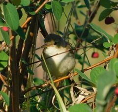 Acrocephalus dumetorum