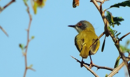 Yellow-breasted Apalis