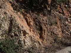 Lasioglossum subhirtum