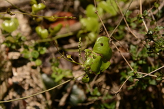 Dioscorea cotinifolia