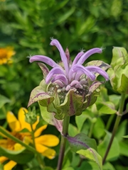 Monarda fistulosa