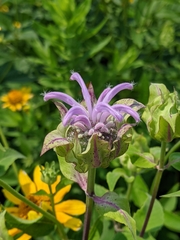 Monarda fistulosa