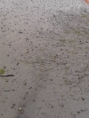 Zostera muelleri