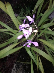 Collabieae
