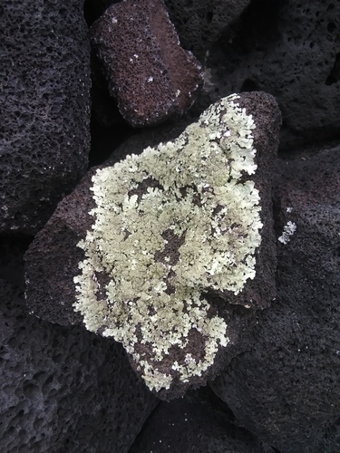 Flavoparmelia caperata observed 2021-07-04