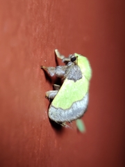 Aergina hilaris