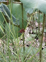 Neurothemis fluctuans