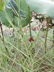 Neurothemis fluctuans