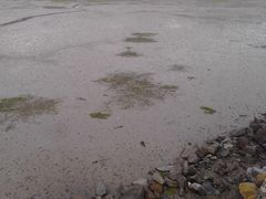 Zostera muelleri