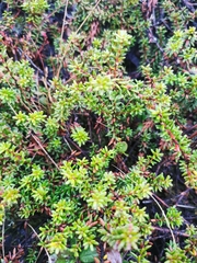 Empetrum nigrum