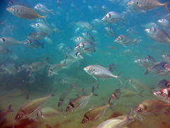 Nemadactylus macropterus