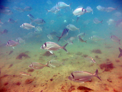 Nemadactylus macropterus