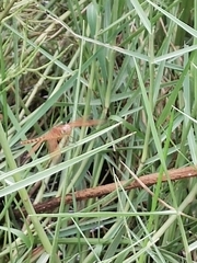 Neurothemis fluctuans