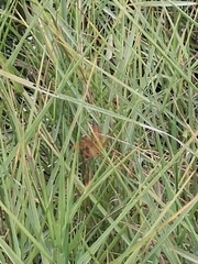 Neurothemis fluctuans