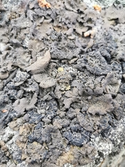 Lecanoromycetes