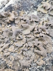 Lecanoromycetes