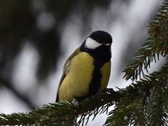 Parus major
