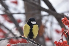 Parus major