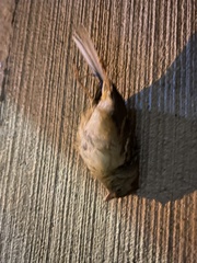 Spizella pusilla