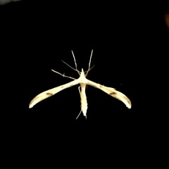 Platyptilia celidotus