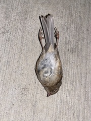 Spizella pusilla