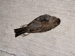 Spizella pusilla