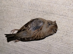 Spizella pusilla