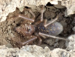 Galeodidae