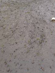 Zostera muelleri