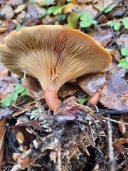 Lactarius deliciosus