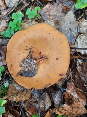 Lactarius deliciosus