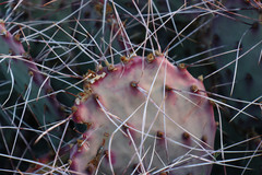 Opuntia azurea
