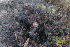 Opuntia azurea