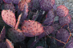 Opuntia azurea