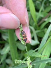 Coccinella transversalis
