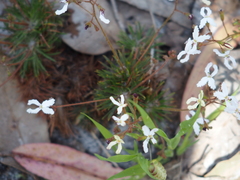 Stylidium spinulosum